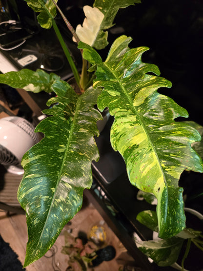 8 inch Pot, Exact plant - Philodendron  'Ring Of Fire', indoor Good Quality picture taken Sep 22, 2024 - 🪴 Voelk Art & Plants Inc 🪴