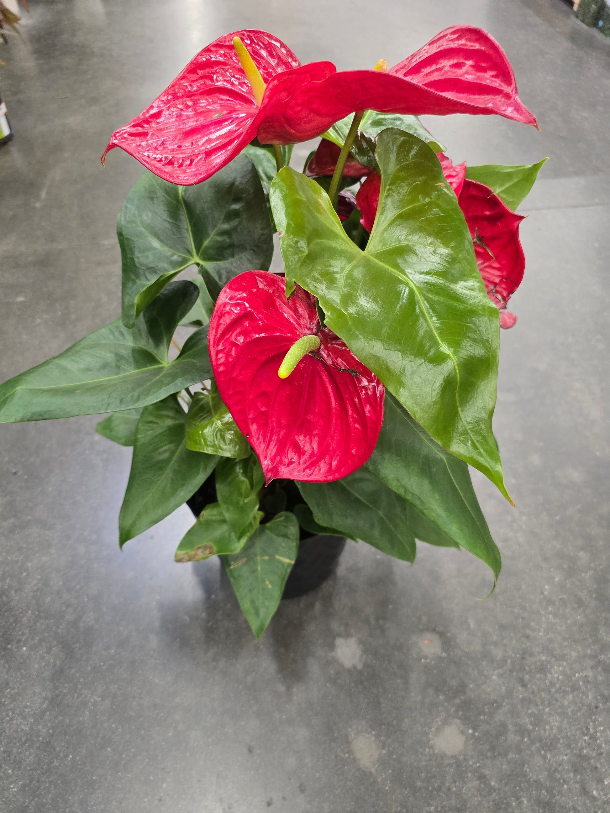 big red plant pots 8 inch Pot XL Anthuriums Red Flower Big Plant- Get similar to picture
