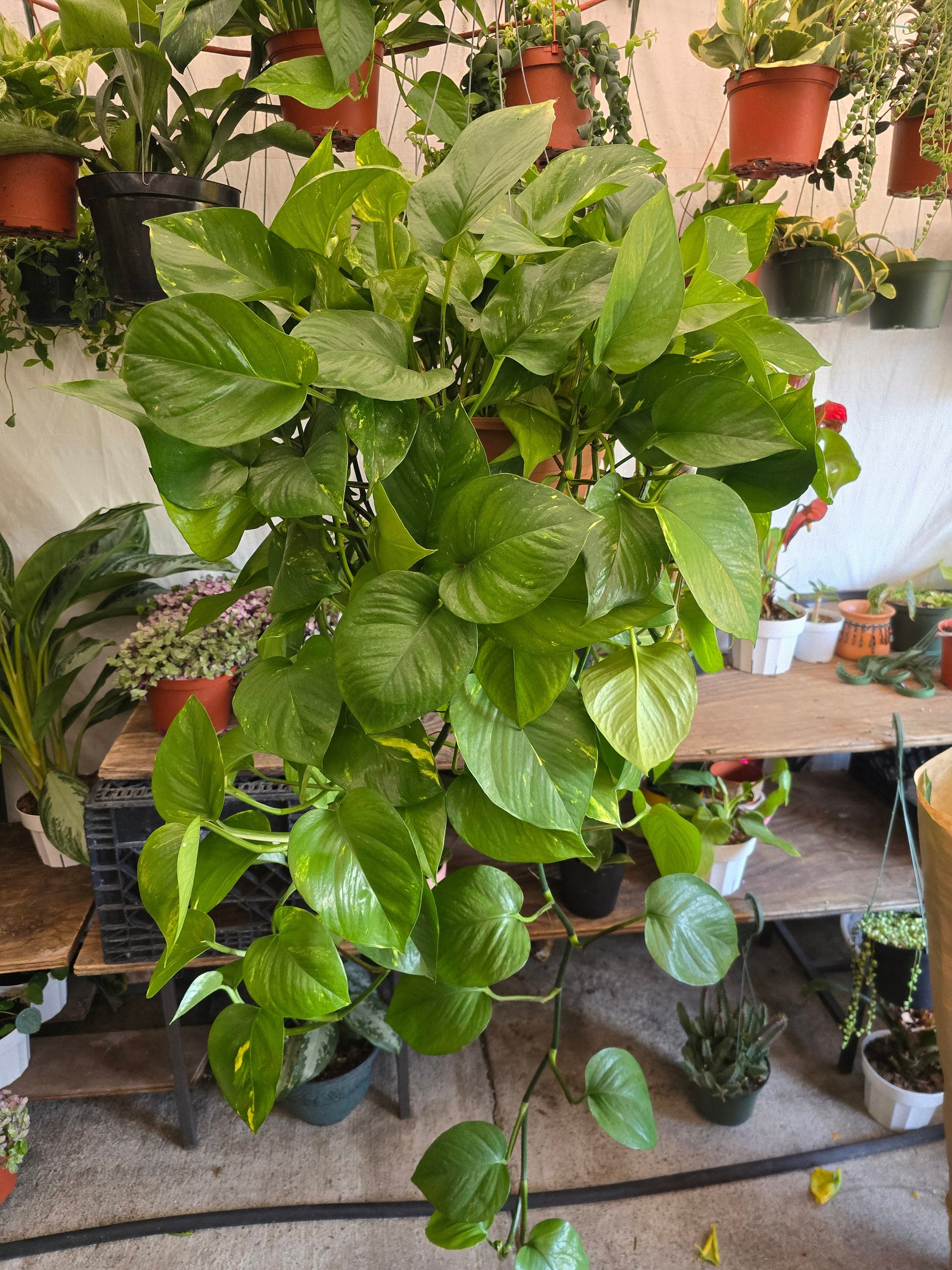 big pothos 8 inch Pot- XL Golden Pothos hanging plant Elegant Air Purifier Big Bushy plant- Get similar to picture