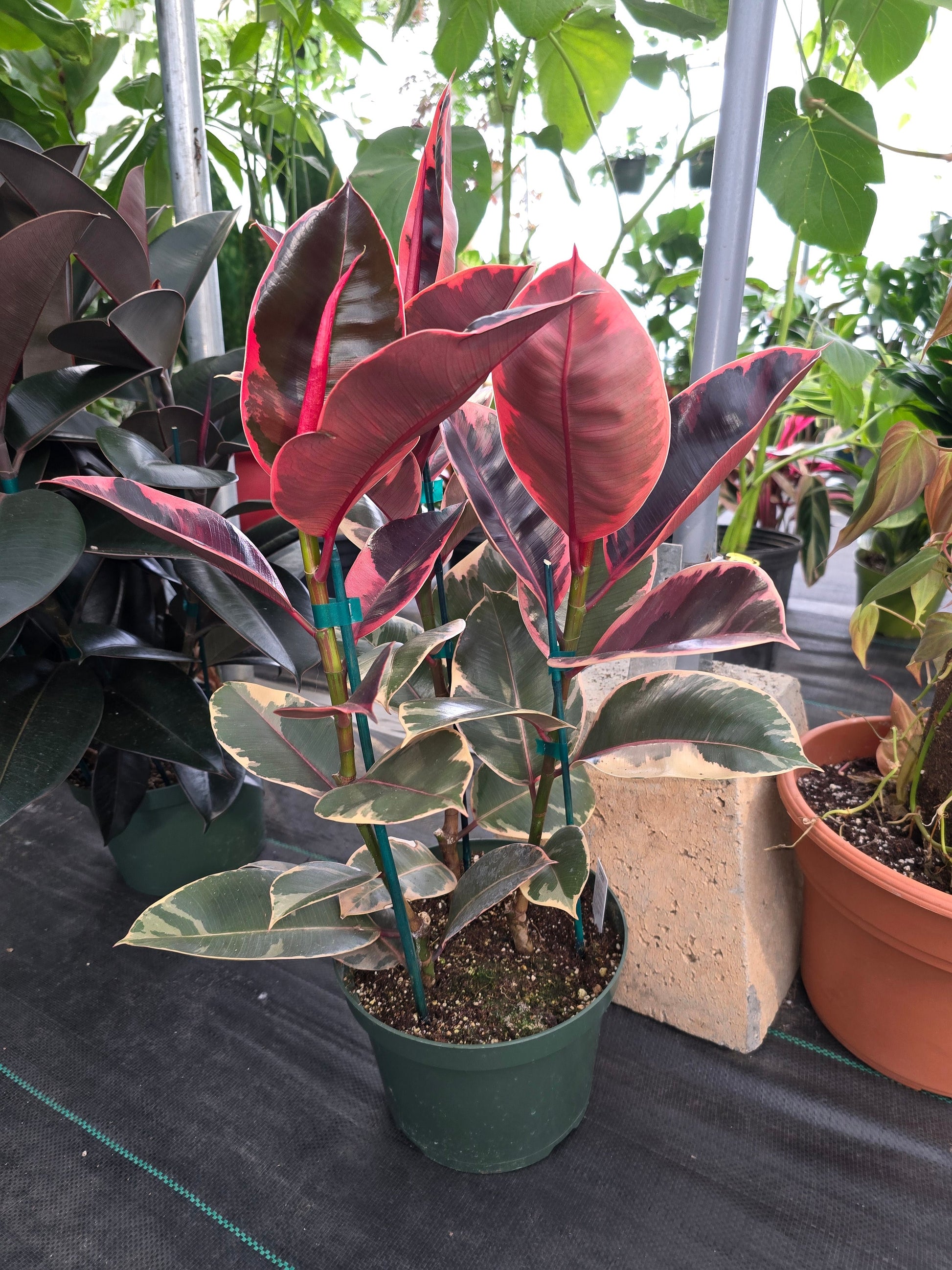 8" Pot - 2.5ft tall XL size Ficus elastica "Ruby" Variegated Rubber Tree - Get one similar to picture - 🪴 Voelk Art & Plants Inc 🪴