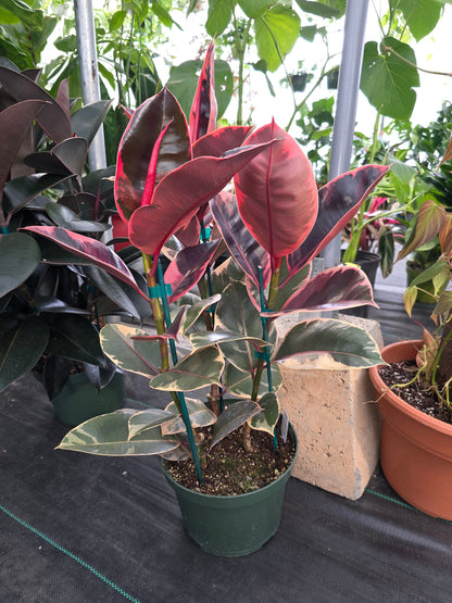 8" Pot - 2.5ft tall XL size Ficus elastica "Ruby" Variegated Rubber Tree - Get one similar to picture - 🪴 Voelk Art & Plants Inc 🪴