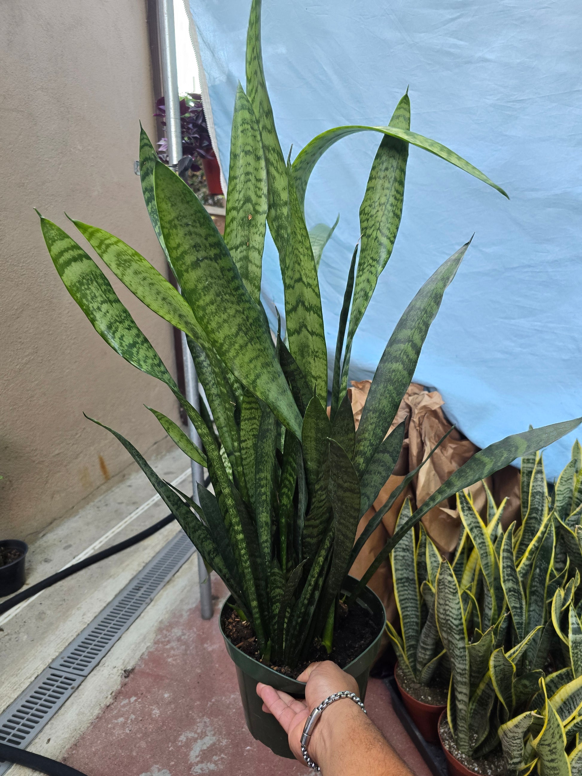 8" Pot - Sansevieria Zeylanica - Snake Plant - 2-2.5 Feet Tall Snake Plant - Get similar to picture - 🪴 Voelk Art & Plants Inc 🪴