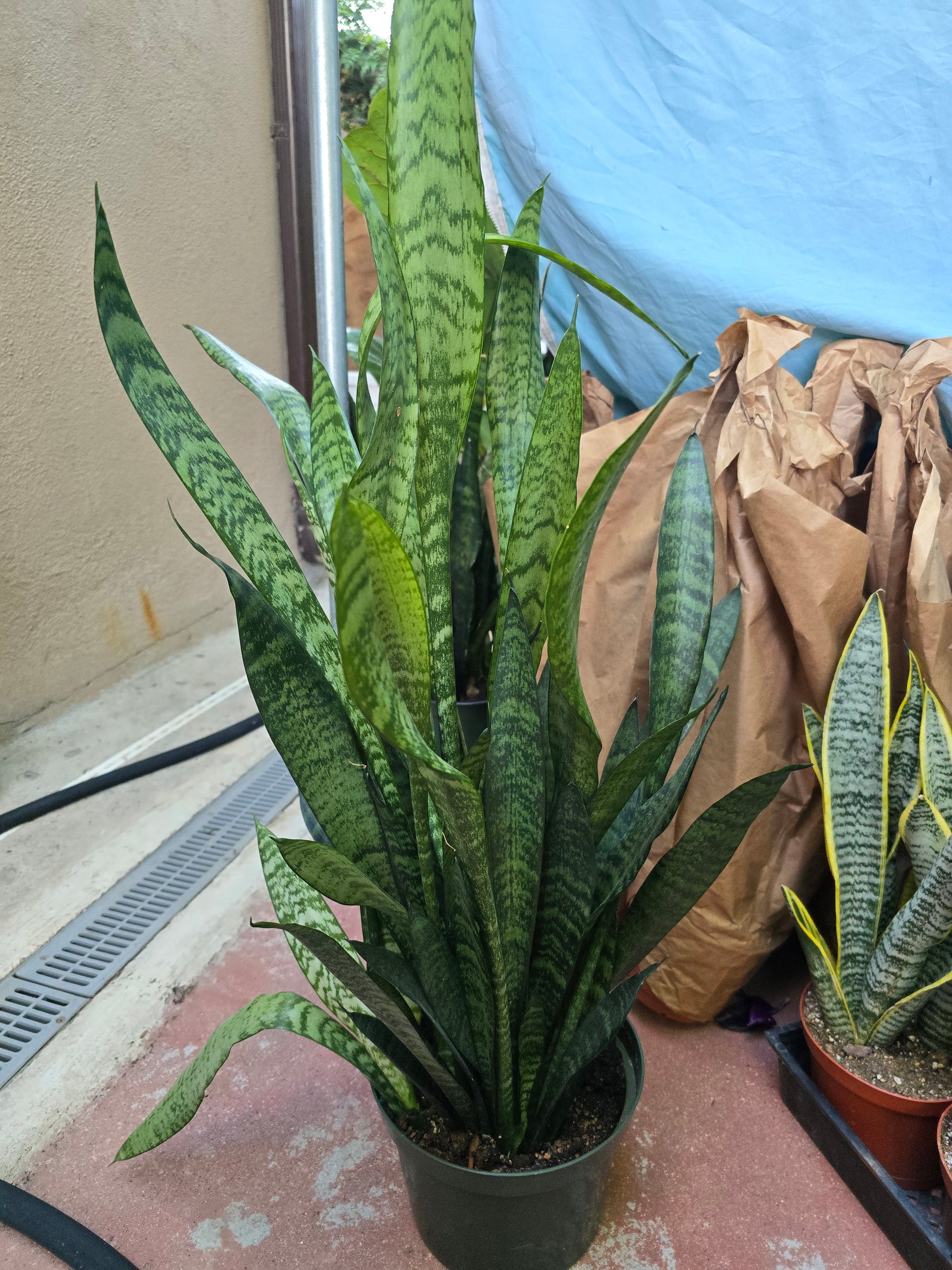 sansevieria zeylanica snake plant height 8" Sansevieria Zeylanica