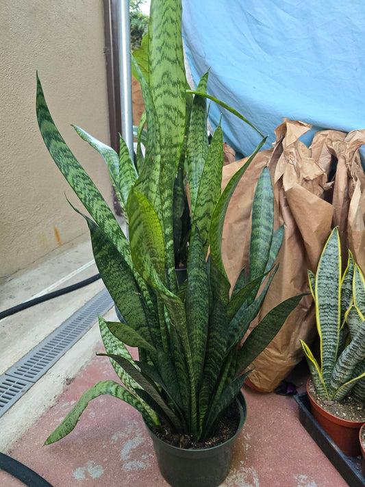 8" Pot - Sansevieria Zeylanica - Snake Plant - 2-2.5 Feet Tall Snake Plant - Get similar to picture - 🪴 Voelk Art & Plants Inc 🪴