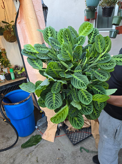 8" Pot - XL Jumbo Thorsen's Greenhouse Live Lemon Lime Prayer Plant, Marantha Leuconeura, Live Indoor Plant, 8" hanging - Get similar - 🪴 Voelk Art & Plants Inc 🪴