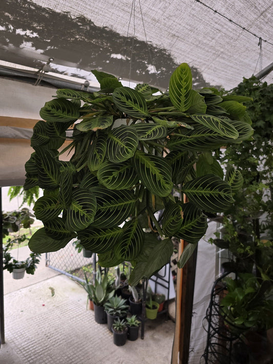8" Pot - XL Plant Lemon Lime Prayer Plant,  huge beautiful Plant- Get similar to picture - 🪴 Voelk Art & Plants Inc 🪴