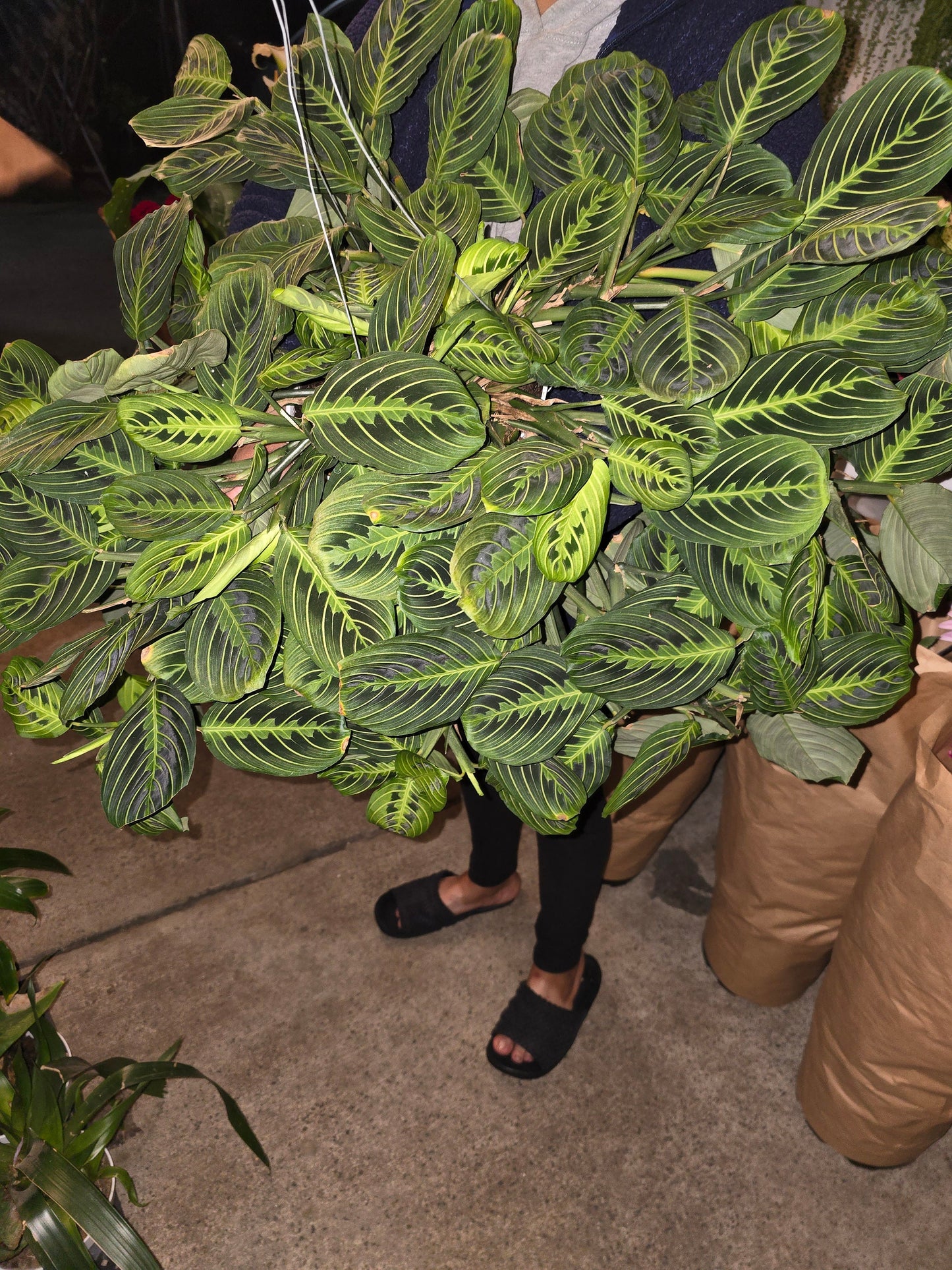 8" Pot - XL Plant Lemon Lime Prayer Plant,  huge beautiful Plant- Get similar to picture - 🪴 Voelk Art & Plants Inc 🪴