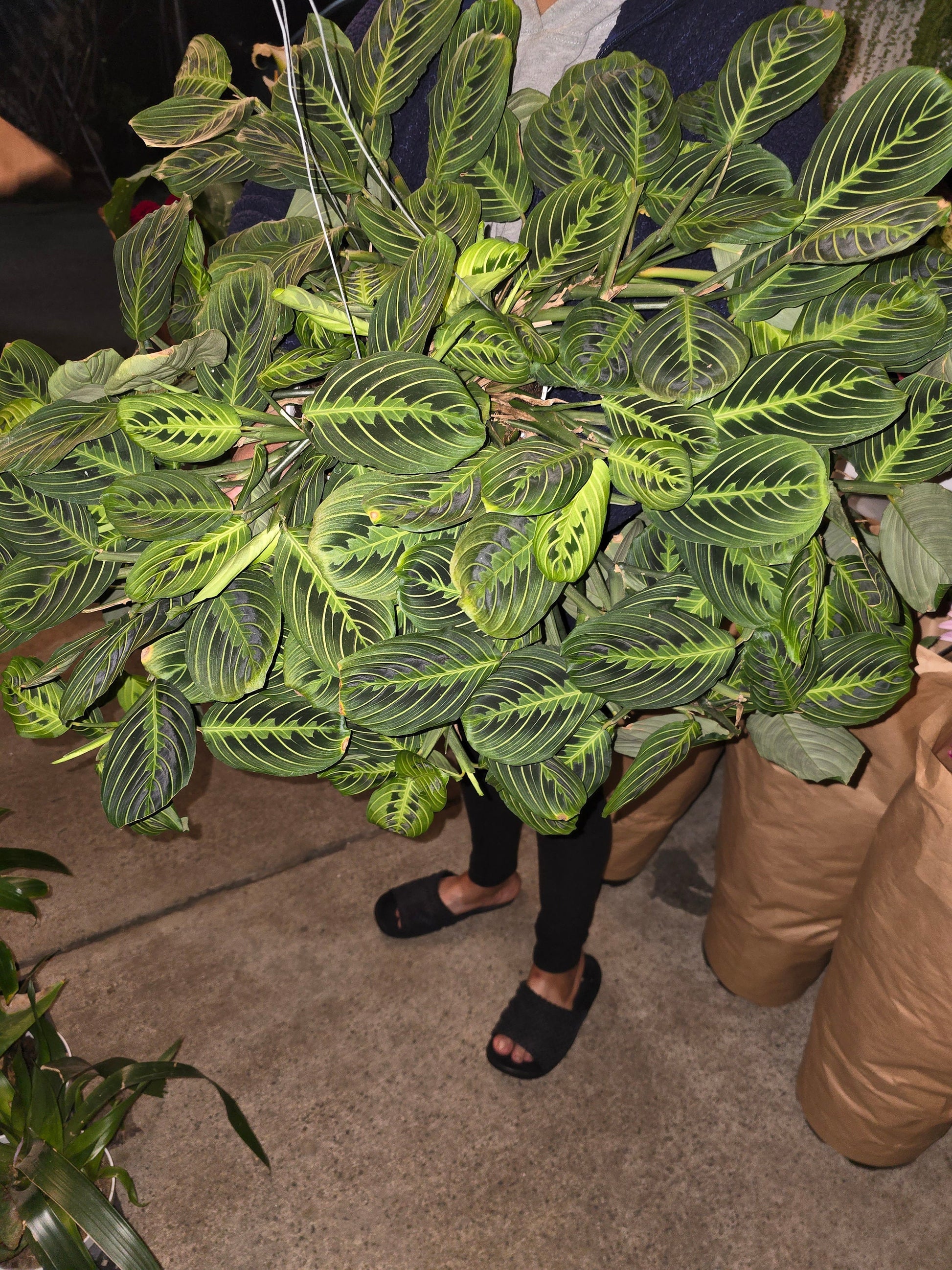 8" Pot - XL Plant Lemon Lime Prayer Plant,  huge beautiful Plant- Get similar to picture - 🪴 Voelk Art & Plants Inc 🪴