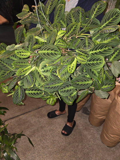8" Pot - XL Plant Lemon Lime Prayer Plant,  huge beautiful Plant- Get similar to picture - 🪴 Voelk Art & Plants Inc 🪴