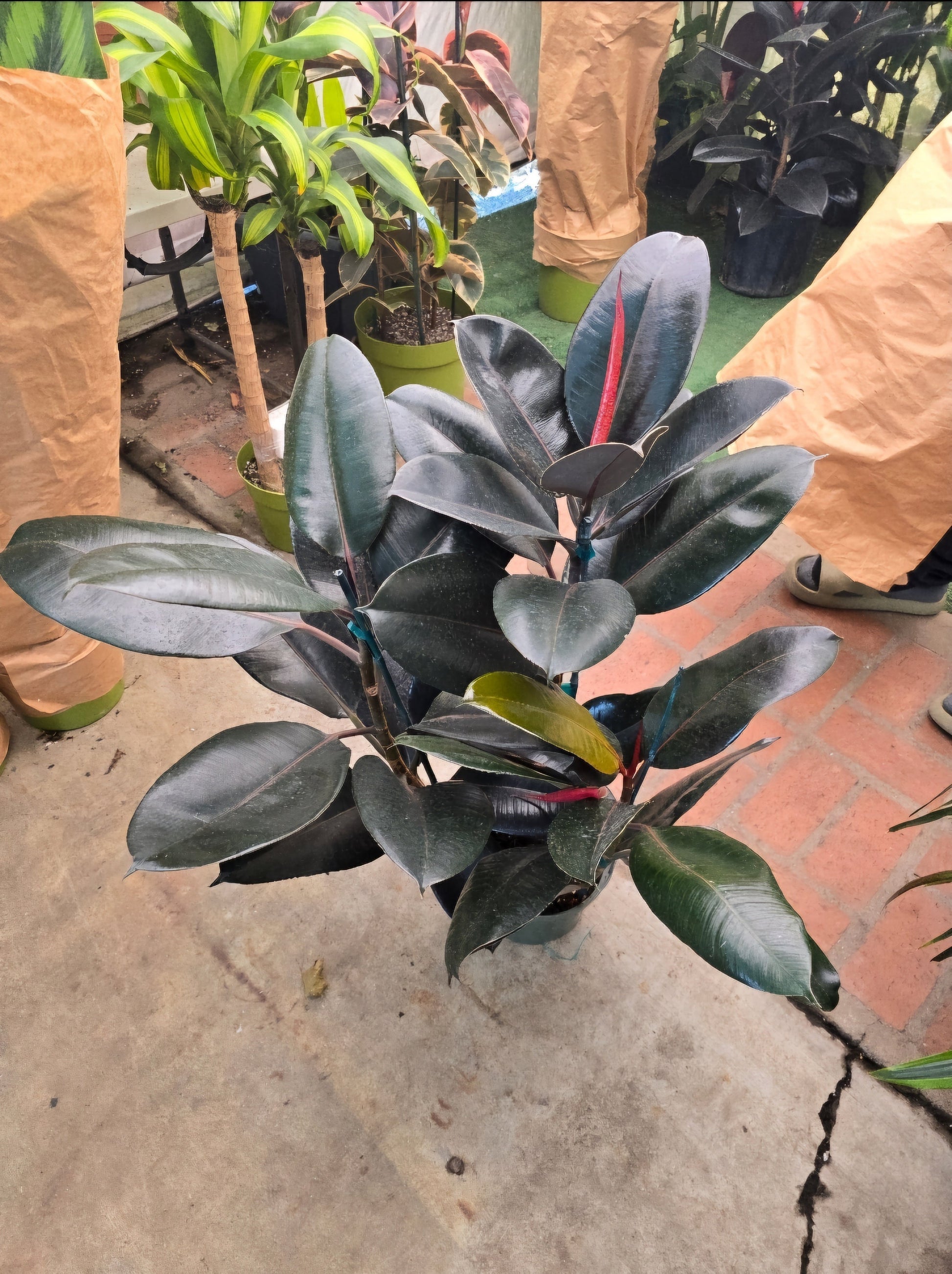 rubber tree plant pot size 8" Pot - XL size Ficus elastica "Cabarnet" Variegated Rubber Tree