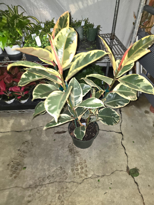 8" Pot - XL size Ficus elastica "Tineke" Variegated Rubber Tree - Get one similar to picture - 🪴 Voelk Art & Plants Inc 🪴
