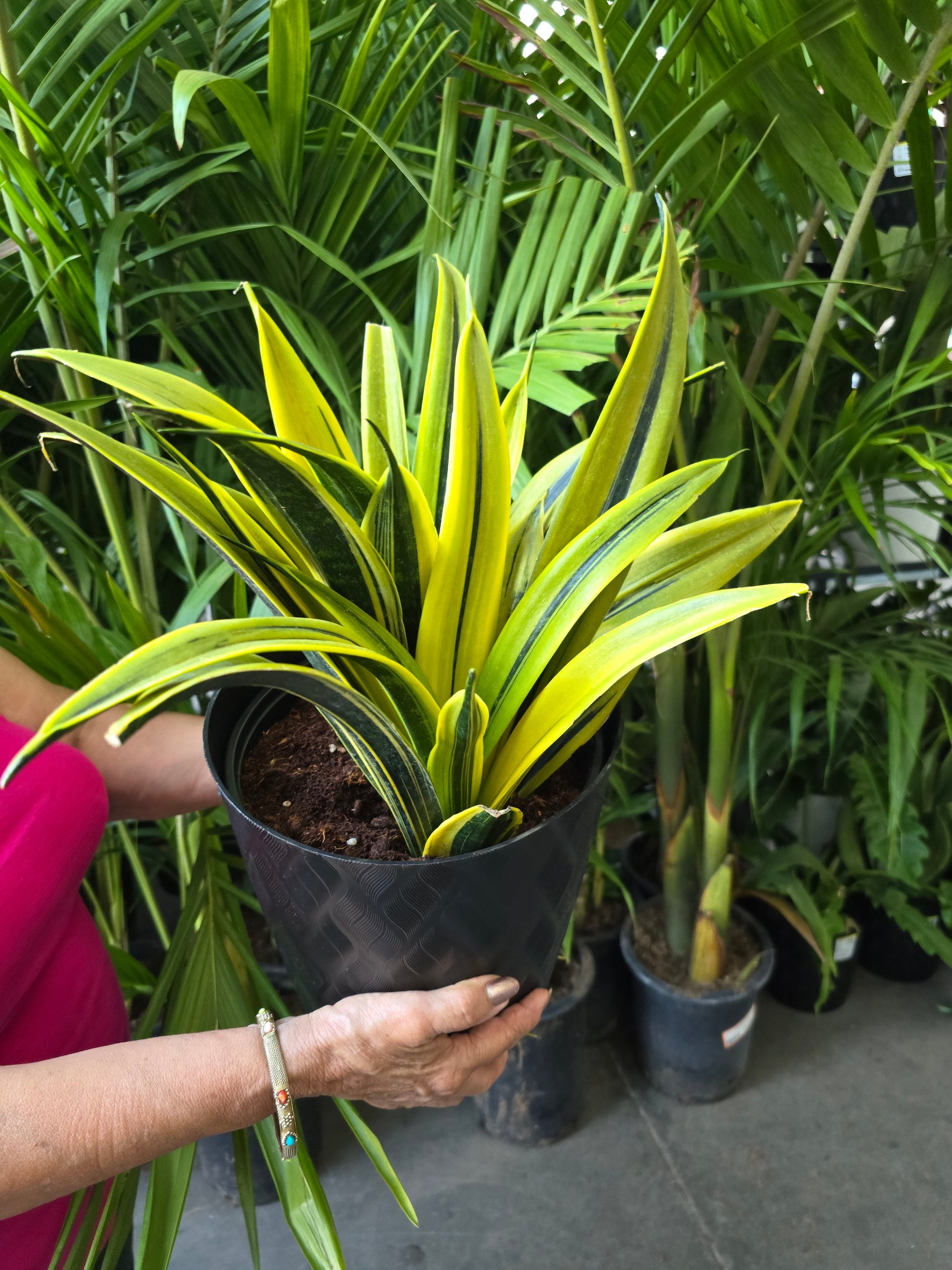 gold snake plant voelk-art-plants-house-plants-default-title-8in-pot-sansevieria-golden -flame-la-rubia-snake-plant-live-house-plant-air-purifier-feet-tall-get-similar-