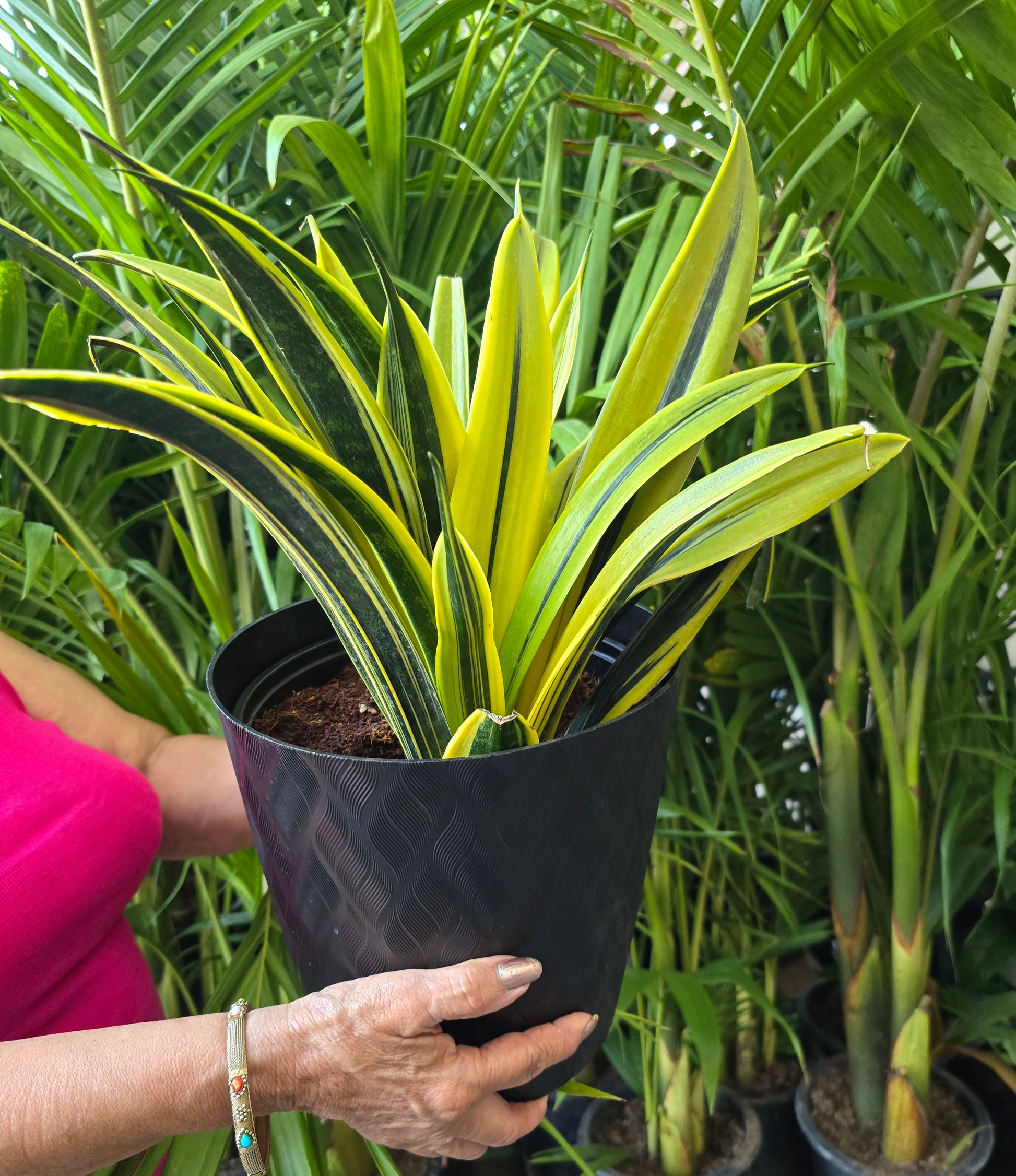 air purifying snake plants voelk-art-plants-house-plants -default-title-8in-pot-sansevieria-golden-flame-la-rubia-snake-plant -live-house-plant-air-purifier-feet-tall-get-similar-