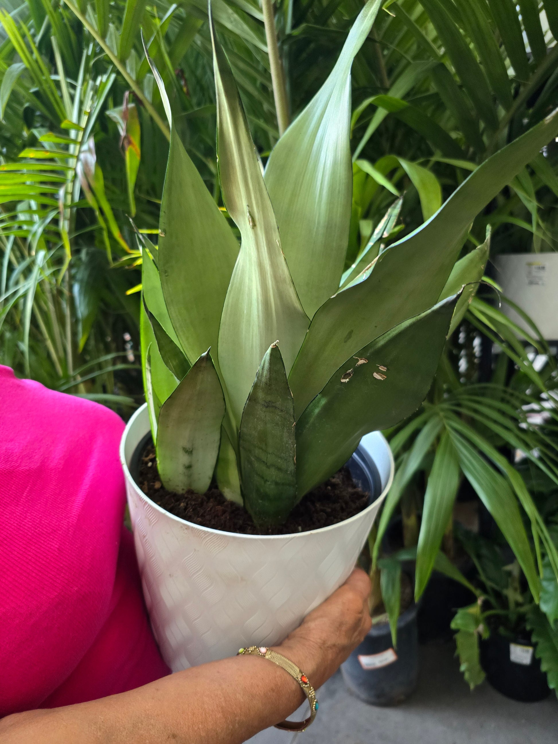 sansevieria plant air purifier voelk-art-plants-house-plants-default-title-8in-pot-sansevieria-moonshine- snake-plant-live-house-plant-air-purifier-feet-tall-get-similar-39819025088668.jpg