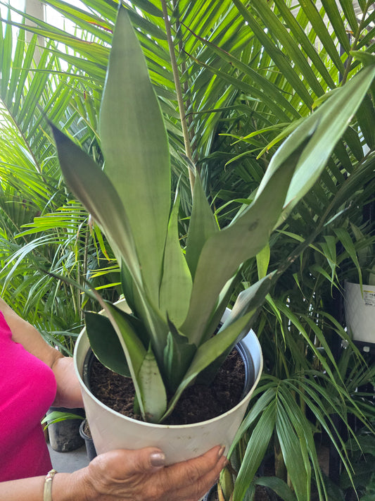 8in Pot -  Sansevieria, Moonshine, Snake Plant, Live House Plant- Air Purifier- Feet Tall- Get similar - 🪴 Voelk Art & Plants Inc 🪴