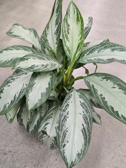Aglaonema Silver Bay 2.5 ft tall in 10 inch Pot - Get similar - 🪴 Voelk Art & Plants Inc 🪴
