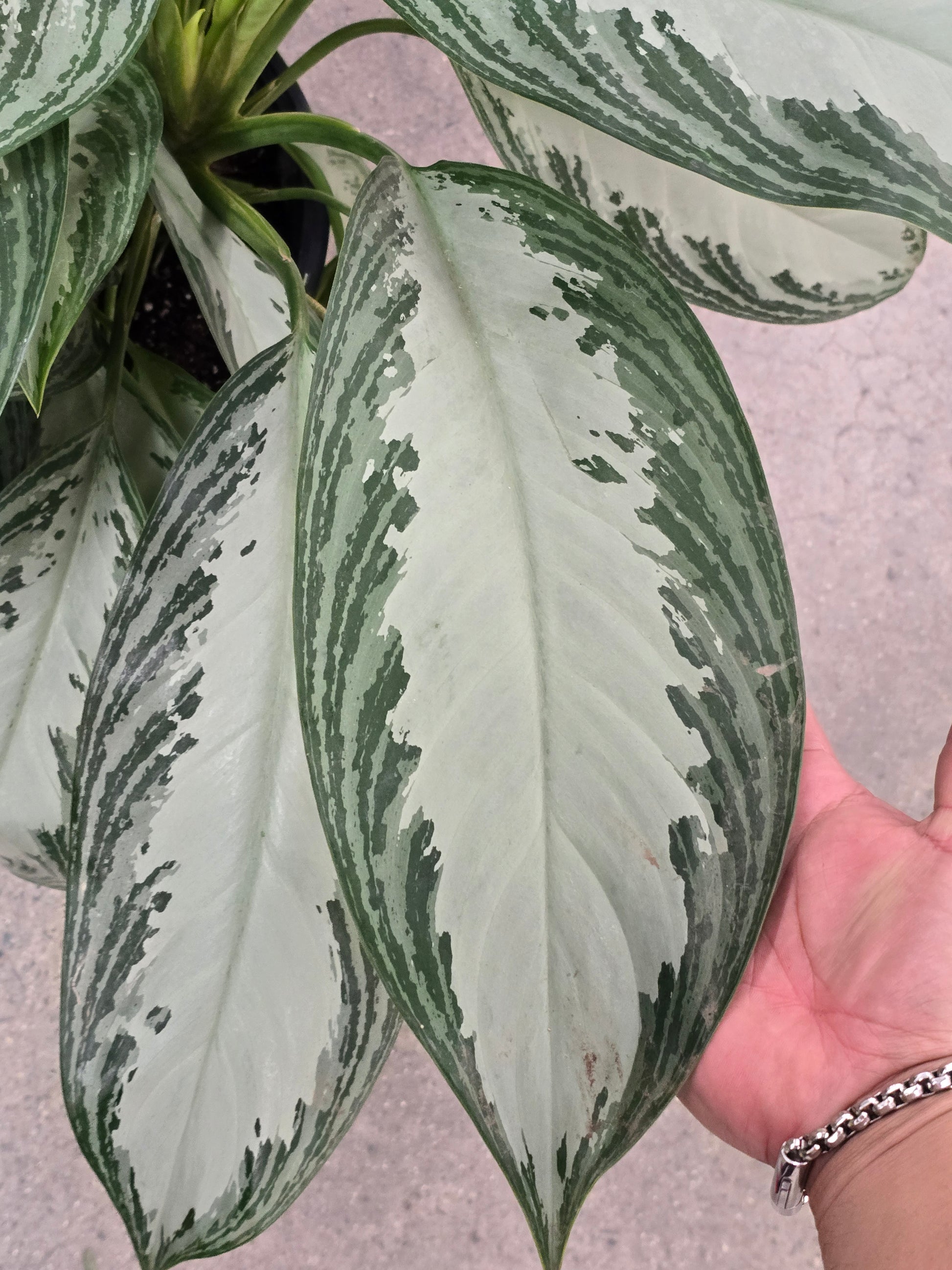 aglaonema silver gray Aglaonema Silver Bay 2.5 ft tall in 8 inch Pot