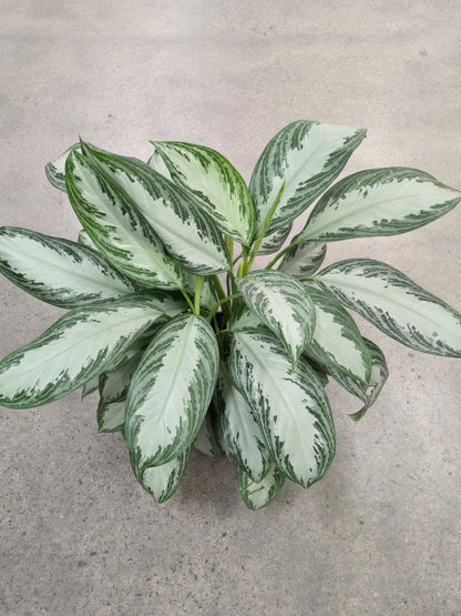 Aglaonema Silver Bay 2.5 ft tall in 10 inch Pot - Get similar - 🪴 Voelk Art & Plants Inc 🪴
