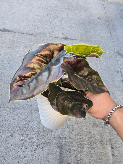 Alocasia Azlanii - in 5 inch pot Rare Find, ready to ship - Ceramit pot Get similar - 🪴 Voelk Art & Plants Inc 🪴