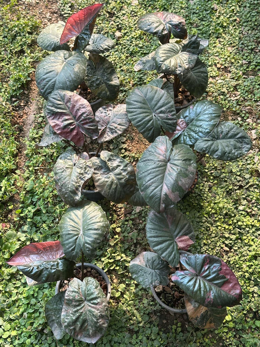 Alocasia 'Serendipity' Medium Pink Variegated Rare Plant, Get Similar - 🪴 Voelk Art & Plants Inc 🪴