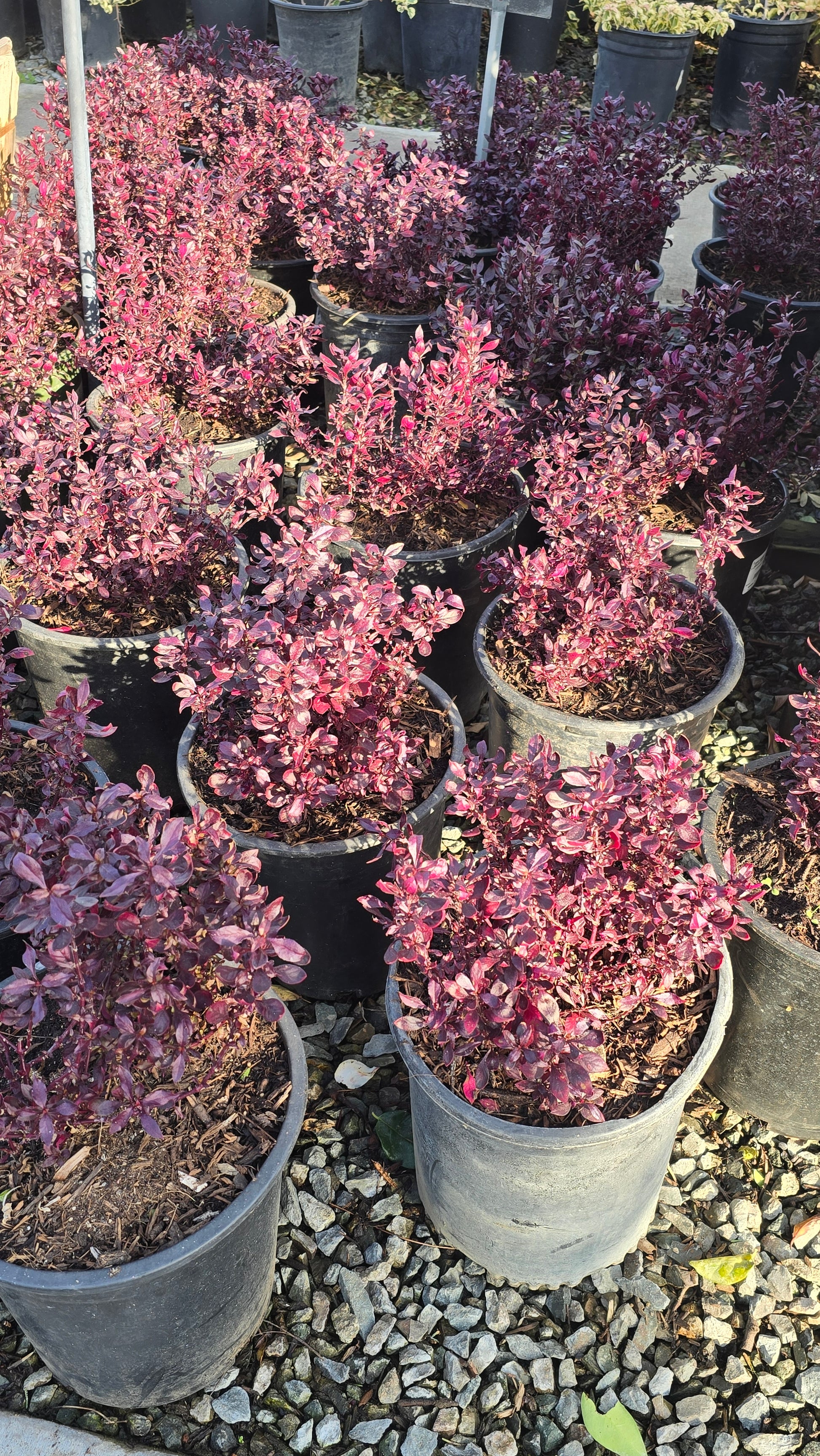 ruby red plant pot Alternanthera dentata 'Little Ruby' in 5 Gallon pot, get similar