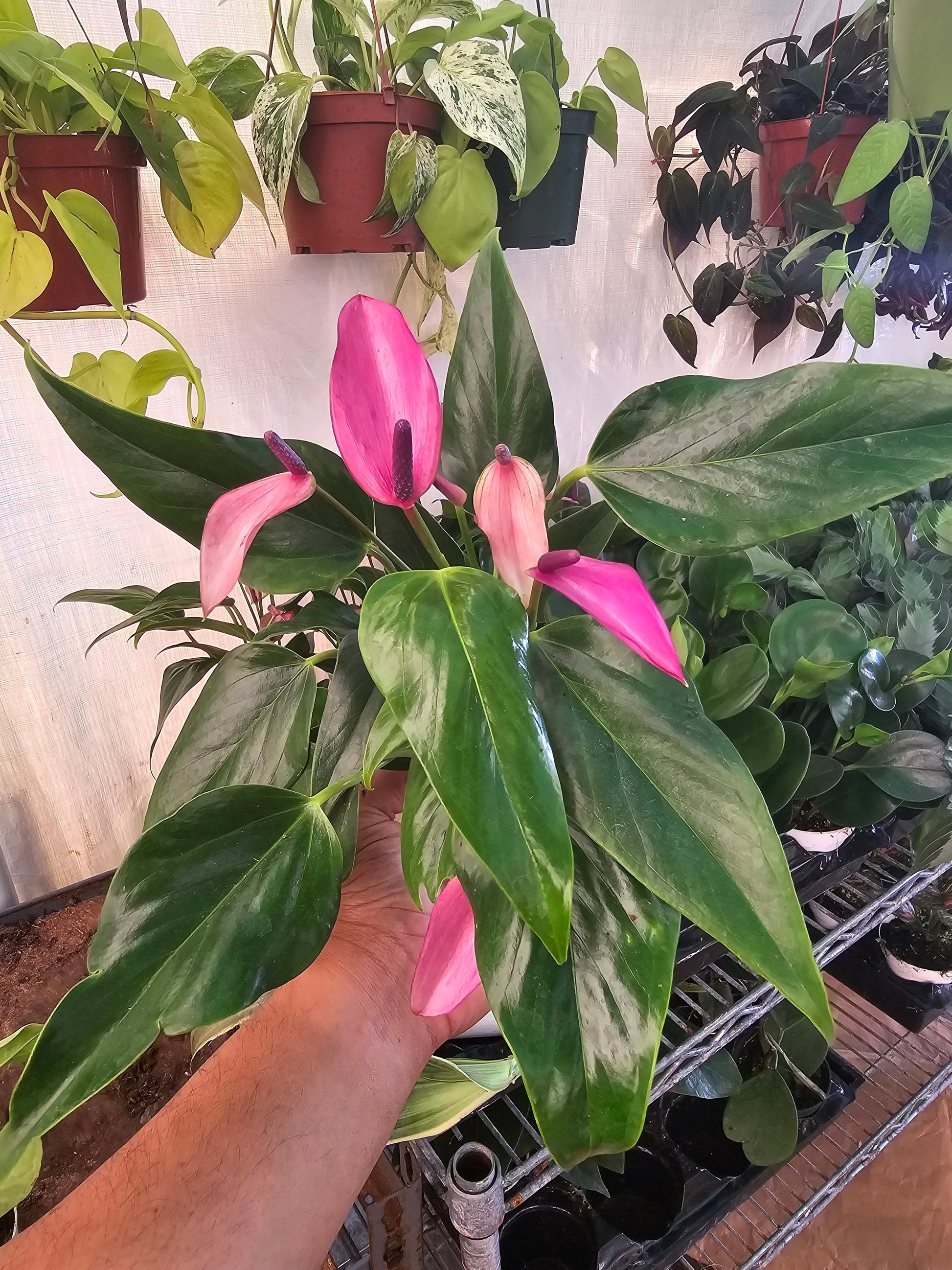 anthurium andraeanum purple Anthurium Purple Andraeanum rare color- Get similar, 4 inch pot