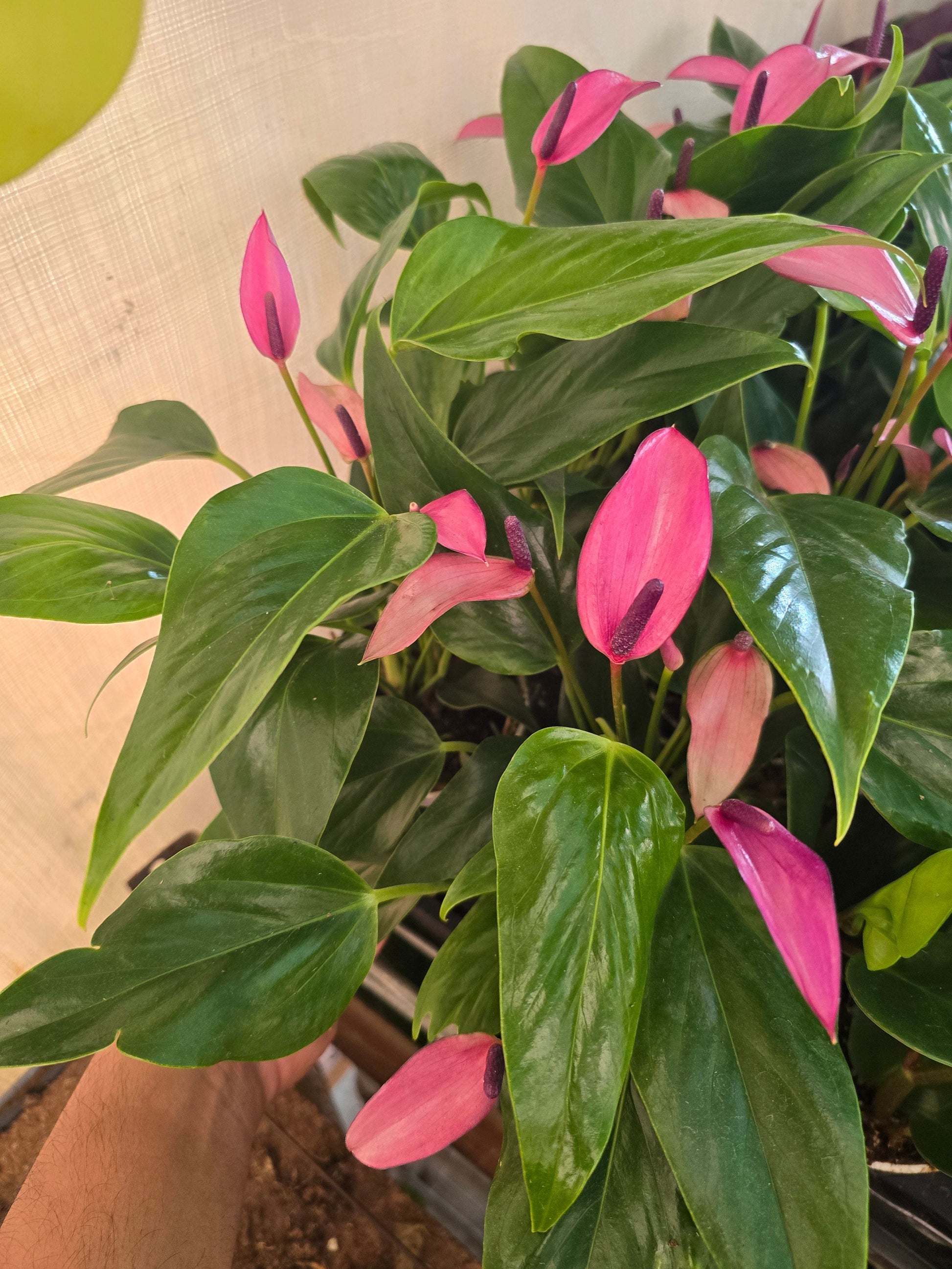 anthurium andraeanum purple Anthurium Purple Andraeanum rare color- Get similar, 4 inch pot
