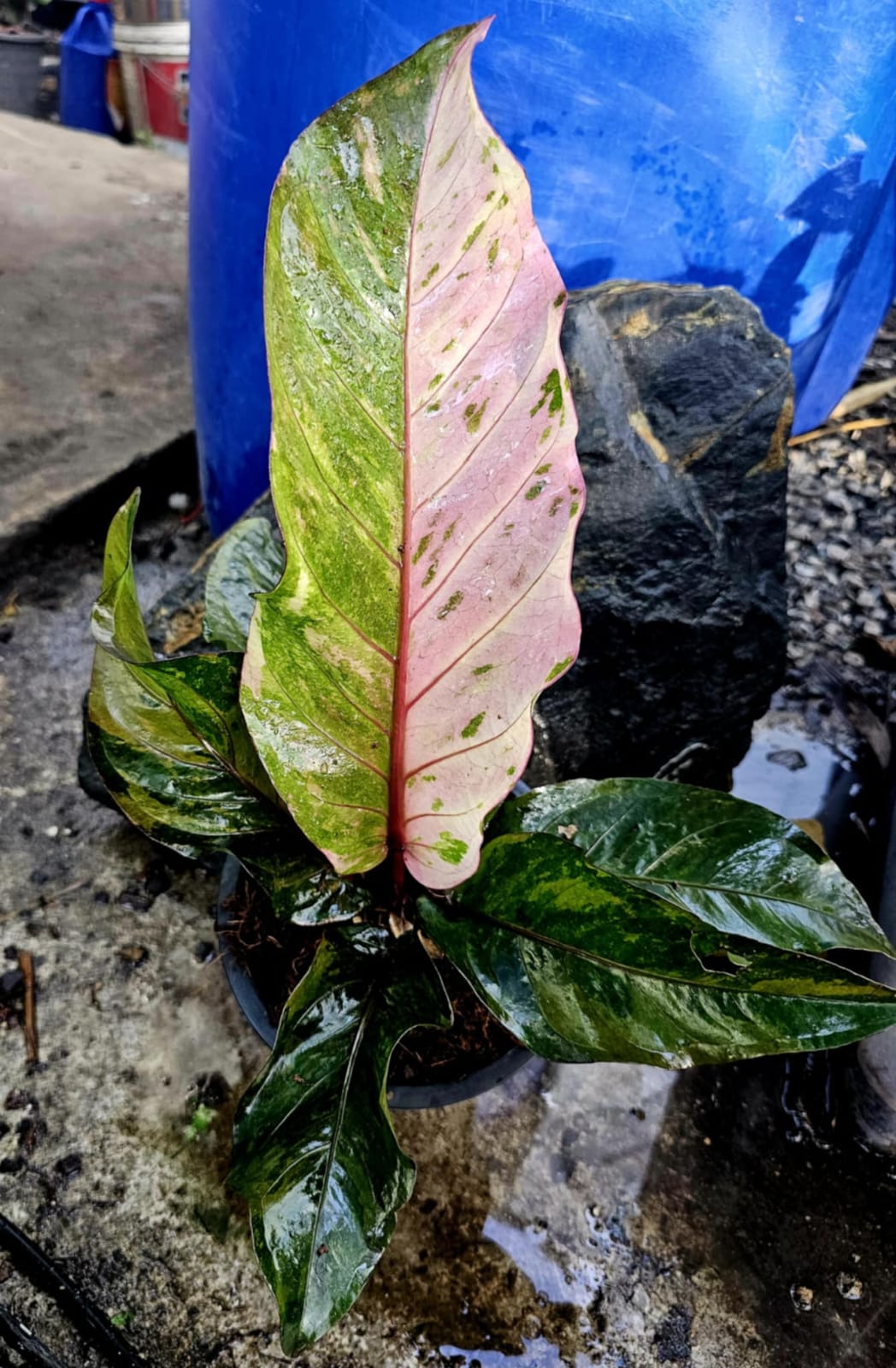 Anthurium Renaissance Pink and Green, Root in moss - Get similar - 🪴 Voelk Art & Plants Inc 🪴