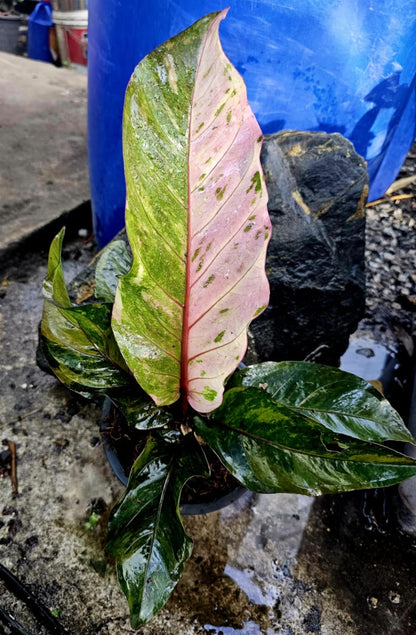 Anthurium Renaissance Pink and Green, Root in moss - Get similar - 🪴 Voelk Art & Plants Inc 🪴
