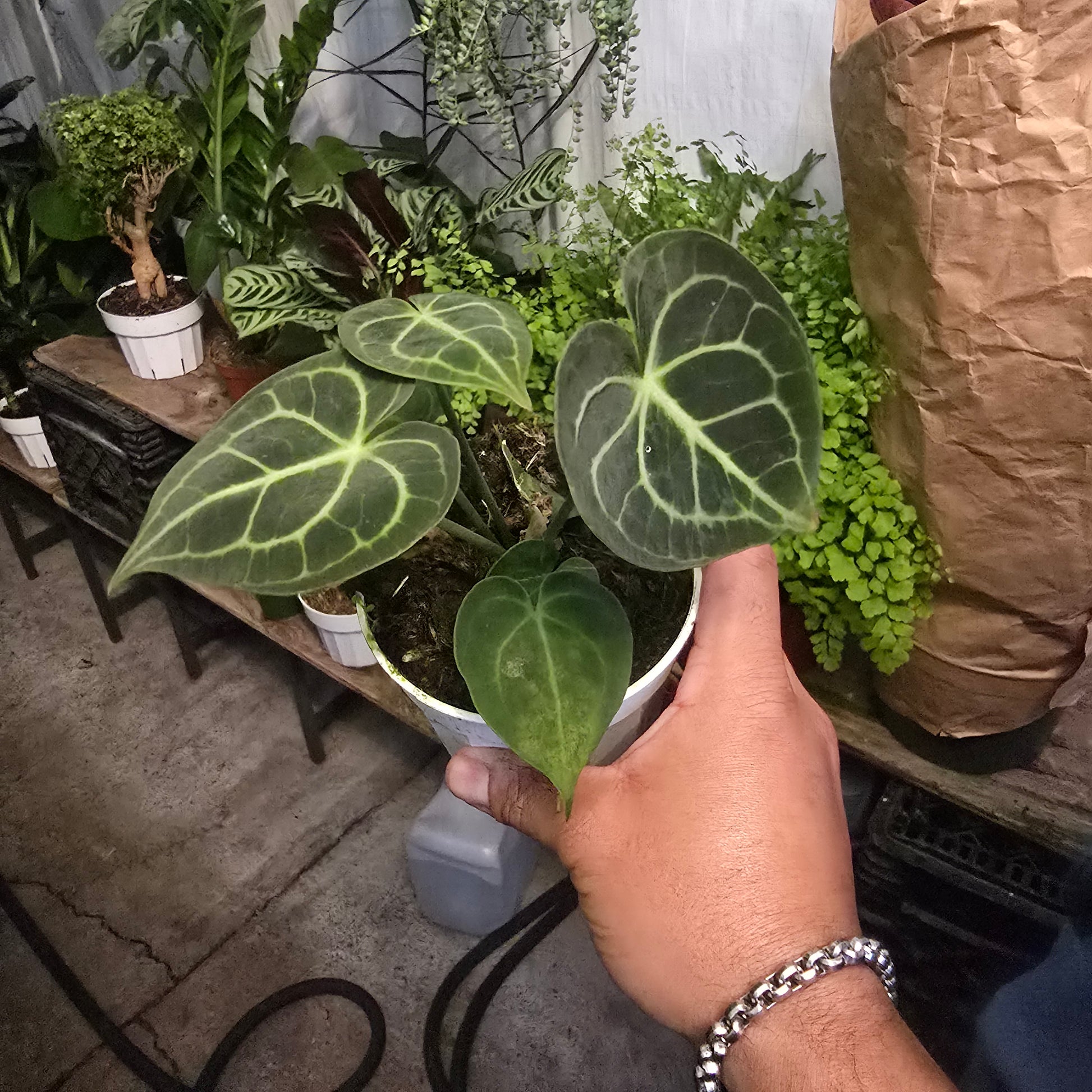 Anthurium villenaorum in 4 inch pot- Get similar - 🪴 Voelk Art & Plants Inc 🪴