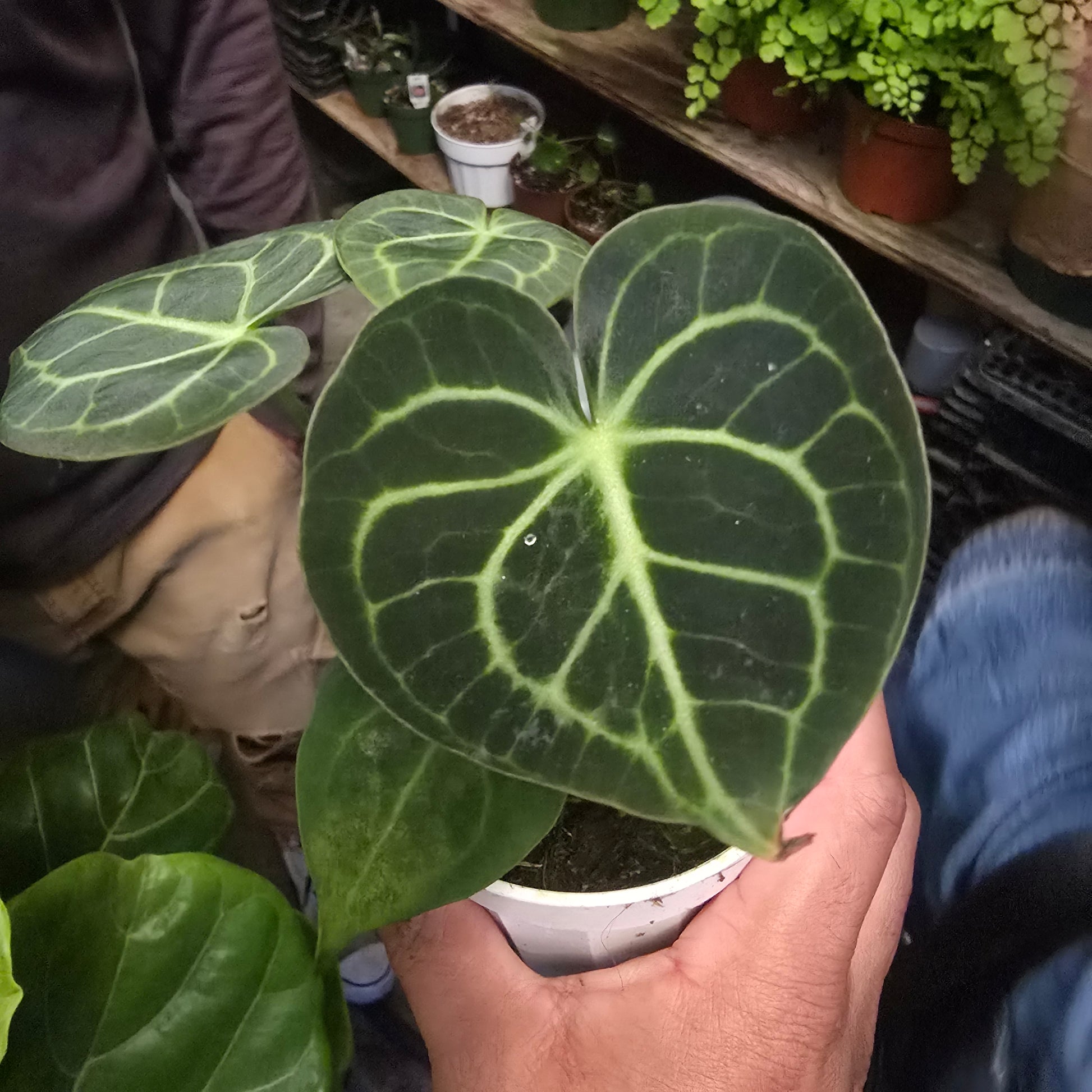Anthurium villenaorum in 4 inch pot- Get similar - 🪴 Voelk Art & Plants Inc 🪴