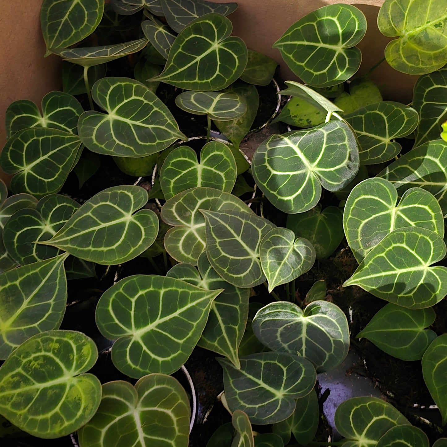 Anthurium villenaorum in 4 inch pot- Get similar - 🪴 Voelk Art & Plants Inc 🪴