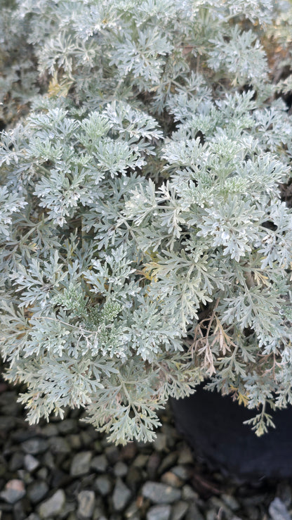 Artemisia 'Powis Castle 5 gallon pot - Get similar - 🪴 Voelk Art & Plants Inc 🪴