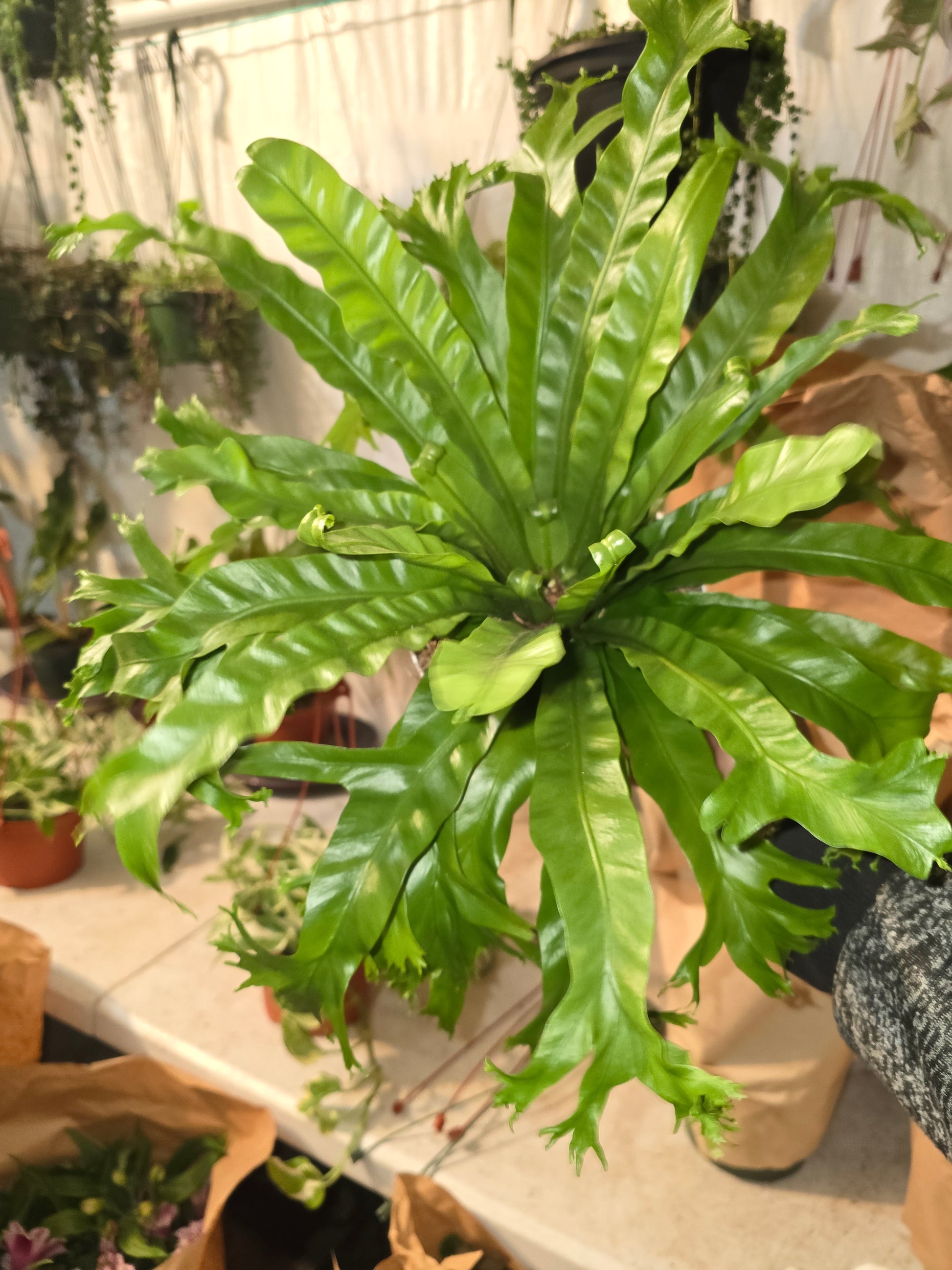 Asplenium Nidus Crissie (Bird nest fern)- big Ferm house plant or outdoor in 6 inch pot - get similar - 🪴 Voelk Art & Plants Inc 🪴
