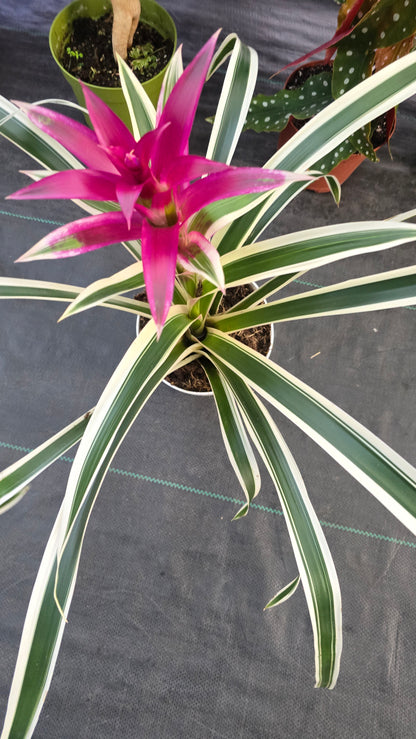 Begonia Guzmania White Stripes pink flower - Get similar - 🪴 Voelk Art & Plants Inc 🪴