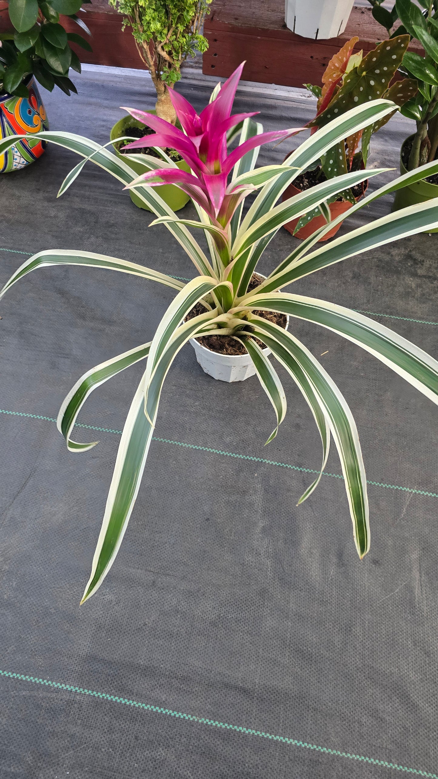 Begonia Guzmania White Stripes pink flower - Get similar - 🪴 Voelk Art & Plants Inc 🪴