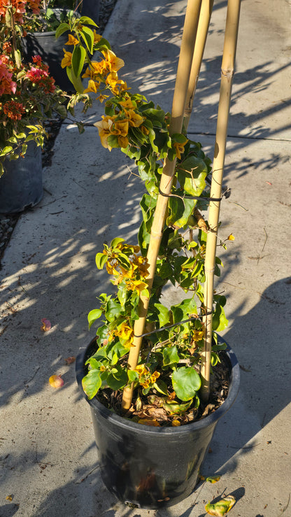 Bougainvillea Orange Petit on 5 gallon pot - Get similar - 🪴 Voelk Art & Plants Inc 🪴