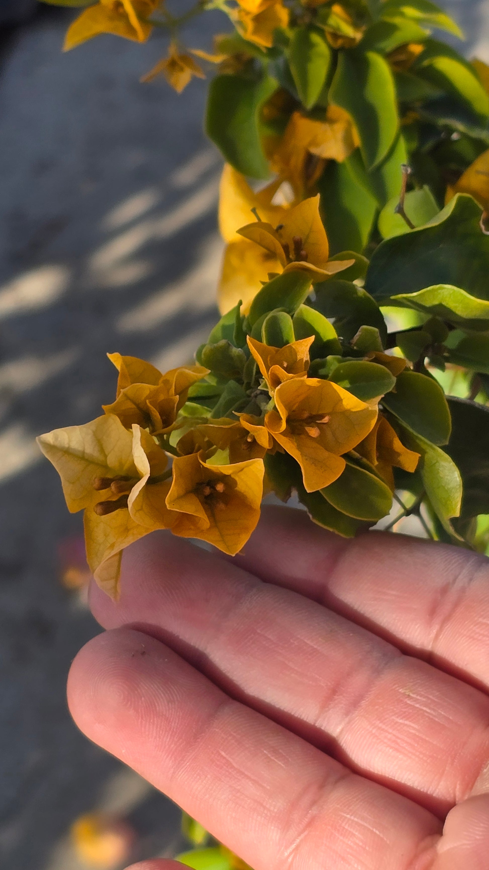 Bougainvillea Orange Petit on 5 gallon pot - Get similar - 🪴 Voelk Art & Plants Inc 🪴