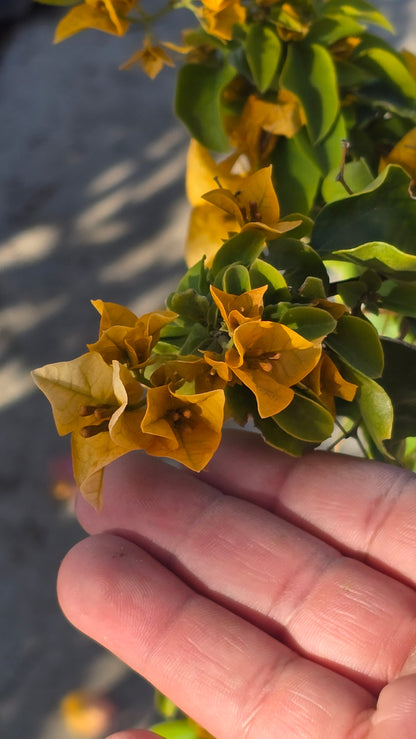 Bougainvillea Orange Petit on 5 gallon pot - Get similar - 🪴 Voelk Art & Plants Inc 🪴