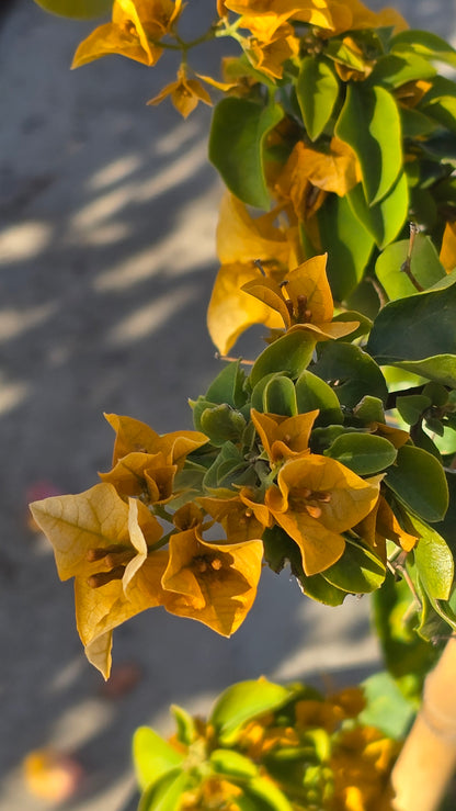 Bougainvillea Orange Petit on 5 gallon pot - Get similar - 🪴 Voelk Art & Plants Inc 🪴