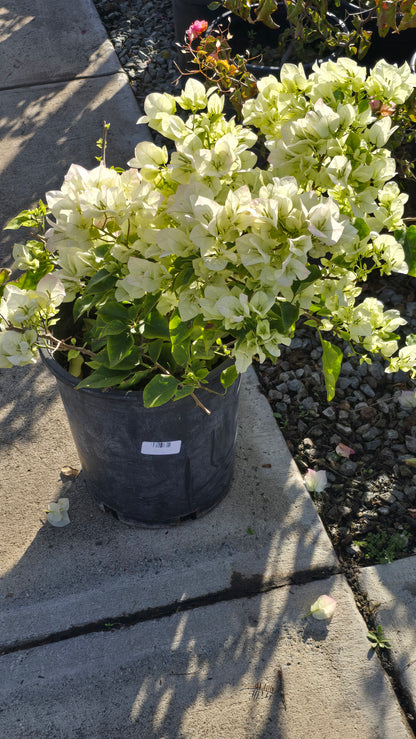 Bougainvillea Veera White on 5 gallon pot - Get similar - 🪴 Voelk Art & Plants Inc 🪴