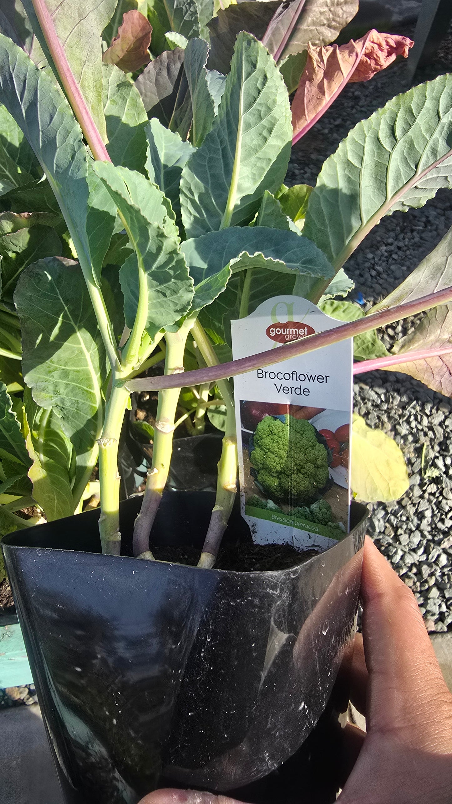 Brocoflower Green plant in 4 inch pot- Get similar - 🪴 Voelk Art & Plants Inc 🪴