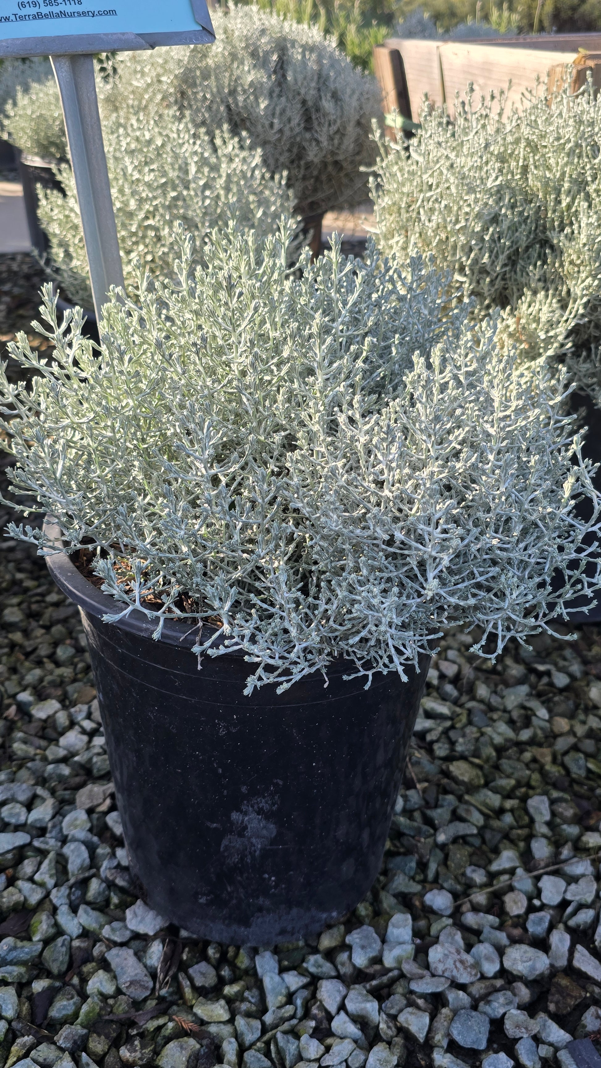 Calocephalus 'Silver Stone 5 gallon pot - Get similar - 🪴 Voelk Art & Plants Inc 🪴
