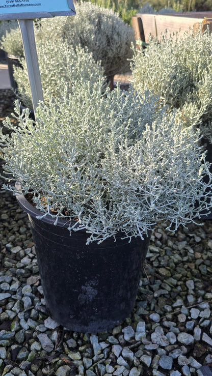 Calocephalus 'Silver Stone 5 gallon pot - Get similar - 🪴 Voelk Art & Plants Inc 🪴