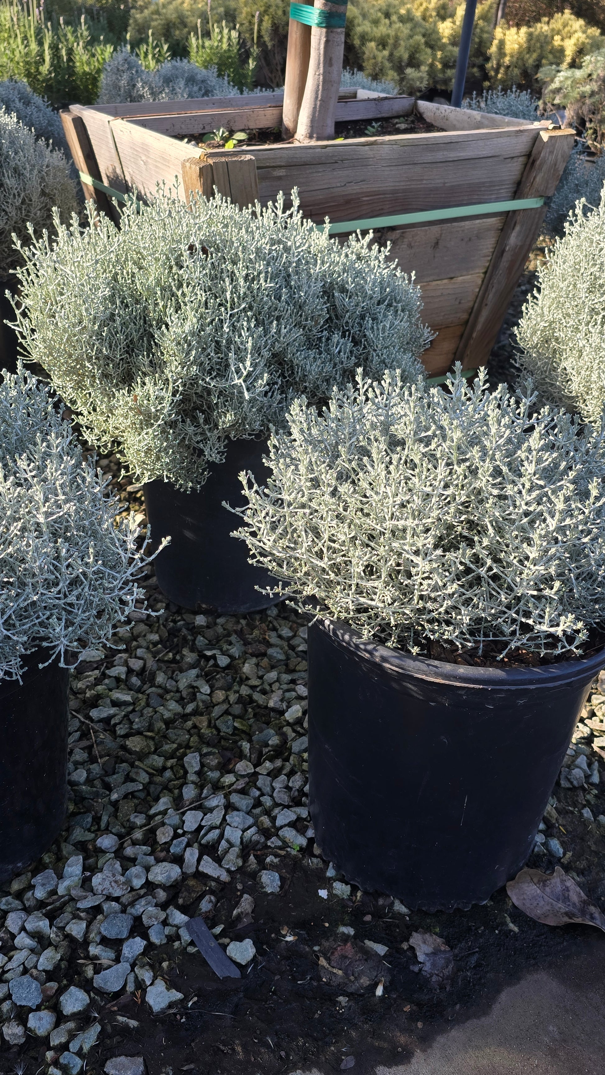 Calocephalus 'Silver Stone 5 gallon pot - Get similar - 🪴 Voelk Art & Plants Inc 🪴