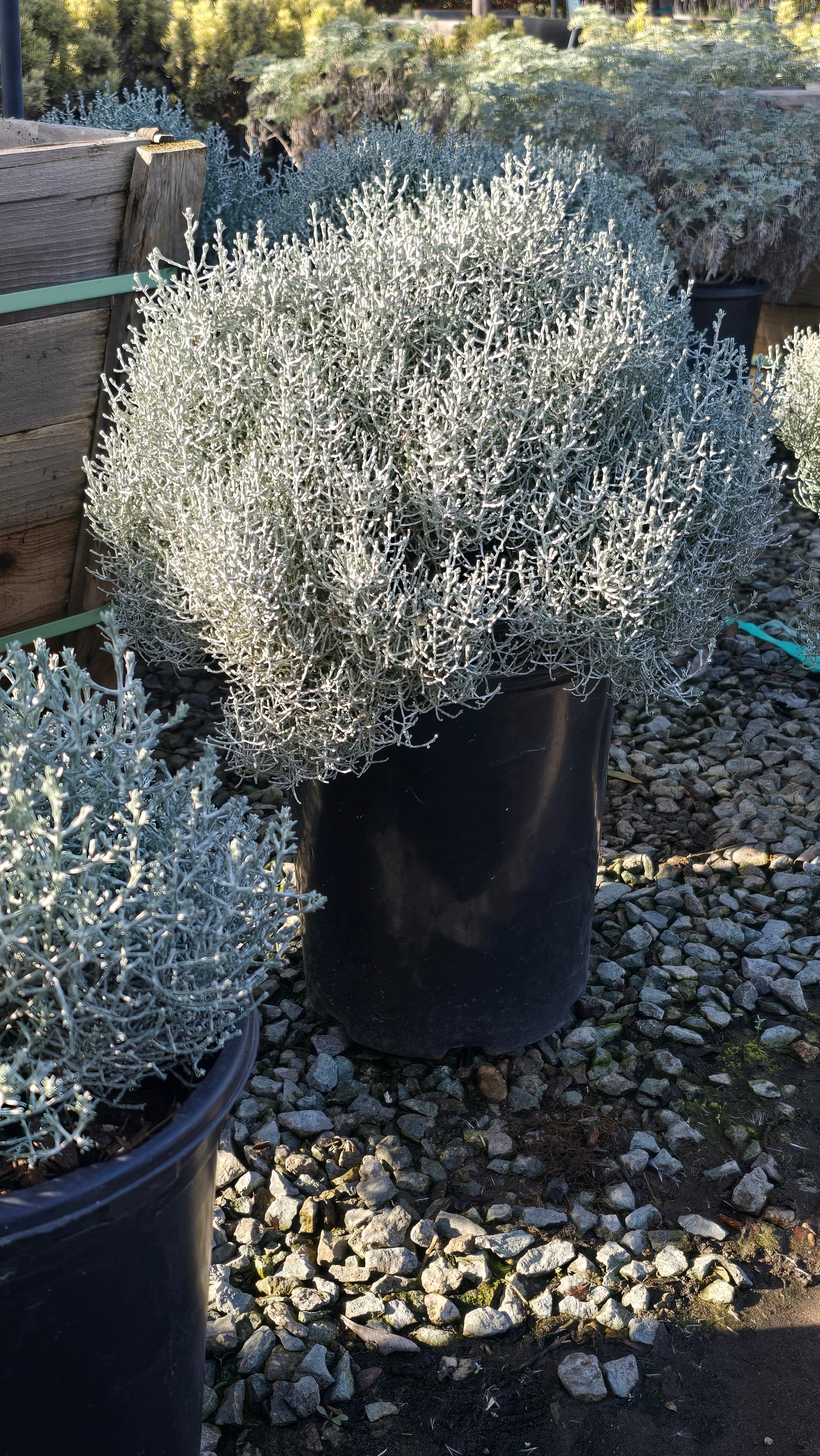 Calocephalus 'Silver Stone 5 gallon pot - Get similar - 🪴 Voelk Art & Plants Inc 🪴