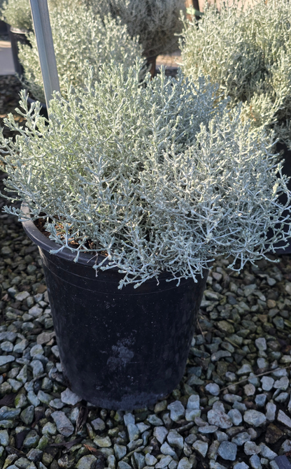 Calocephalus 'Silver Stone 5 gallon pot - Get similar - 🪴 Voelk Art & Plants Inc 🪴