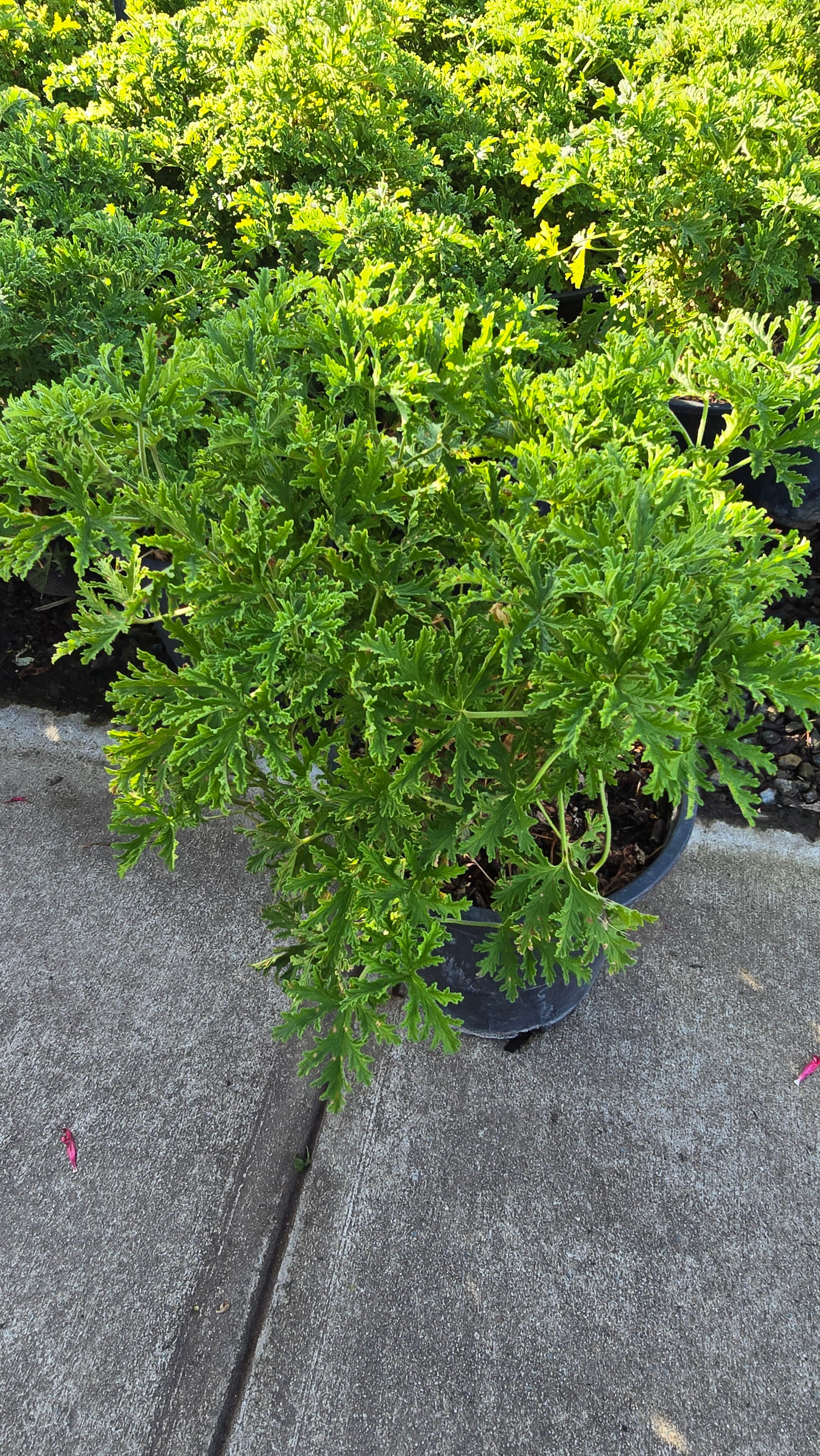 Citronella Mosquito Plant on 5 gallon pot - Get similar - 🪴 Voelk Art & Plants Inc 🪴