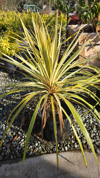 Cordyline Can Can Bush 5 gallon pot - Get similar - 🪴 Voelk Art & Plants Inc 🪴