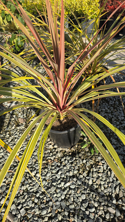 Cordyline Can Can Bush 5 gallon pot - Get similar - 🪴 Voelk Art & Plants Inc 🪴